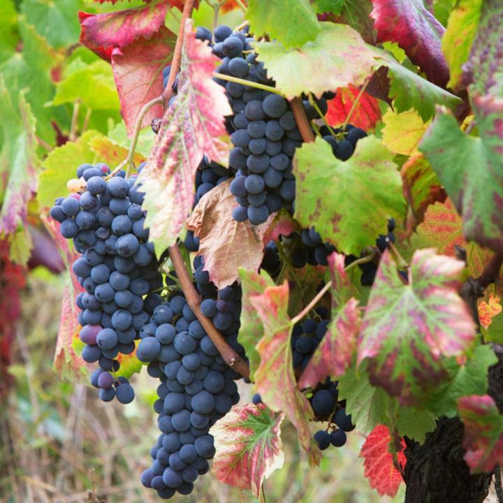 Quinta De Santa Julia Villa Peso da Régua Eksteriør billede