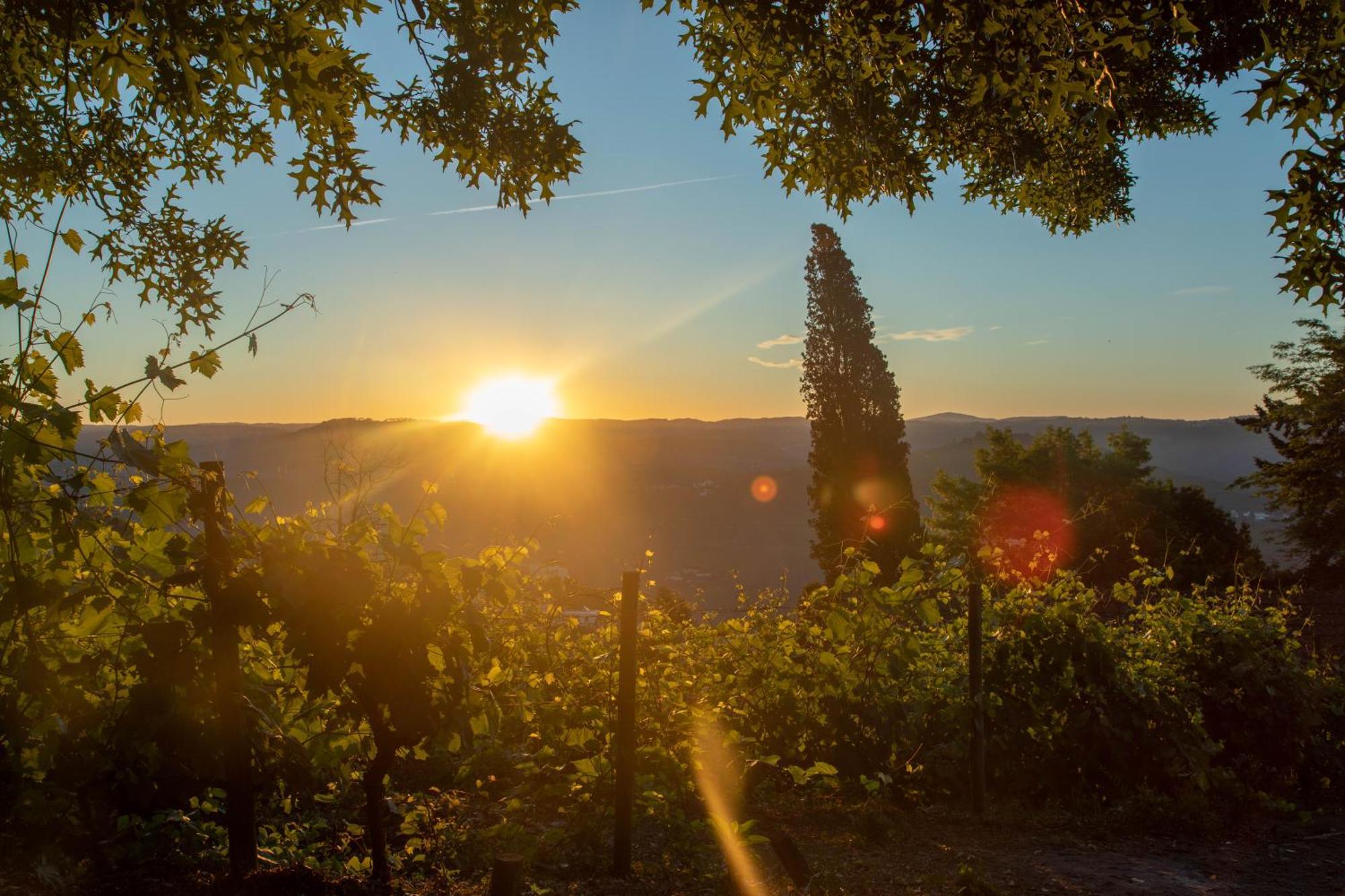 Quinta De Santa Julia Villa Peso da Régua Eksteriør billede